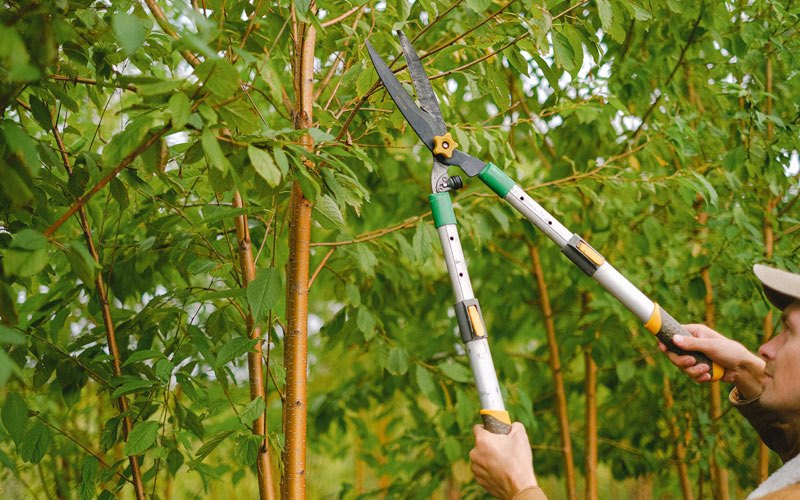 Tree trimming in Mantua, UT